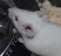 Smoozy <3